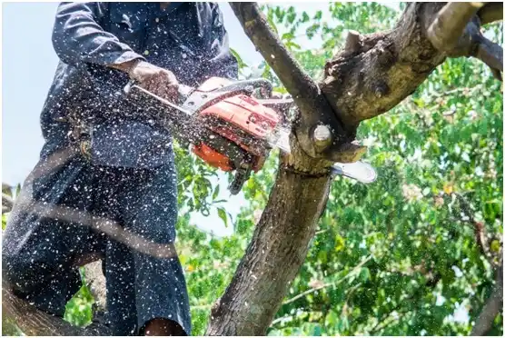tree services Lookout Mountain